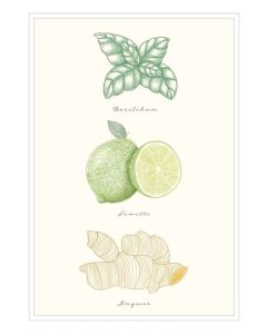 Postkarte - natur-verliebt "Basilikum Limette Ingwer"