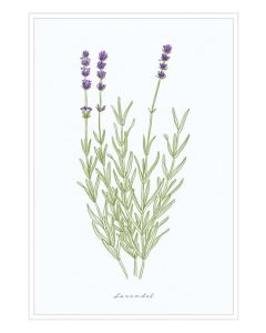 Postkarte - natur-verliebt "Lavendel"