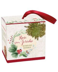 Rose von Jericho 'Wunder der Weihnacht'