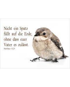 Postkarte 'Nicht ein Spatz fällt auf'